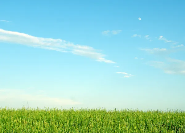 Пейзаж с травой и небом — стоковое фото