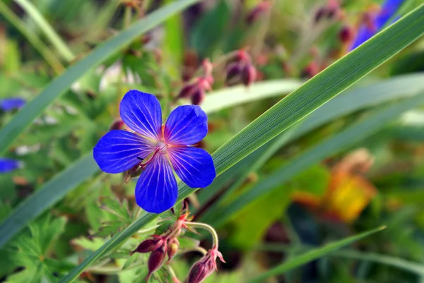 Norte pequeña flor azul — Foto de Stock