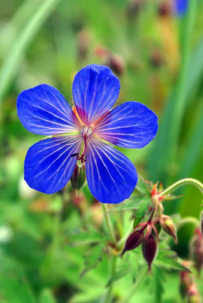 Norte pequeña flor azul — Foto de Stock