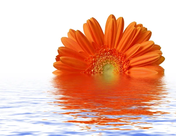 Gerber laranja na superfície da água — Fotografia de Stock