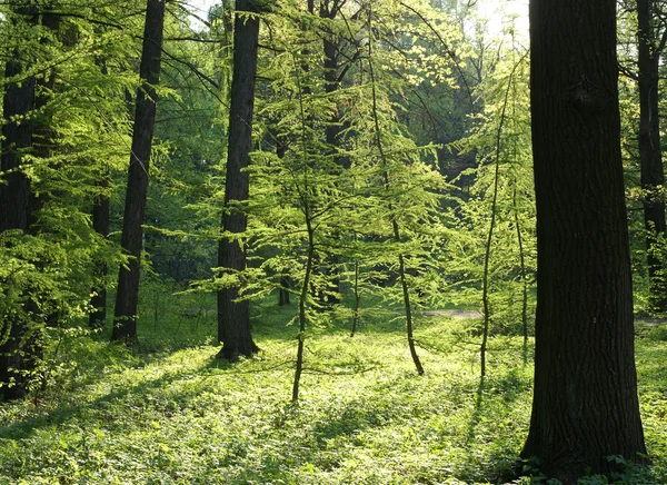 Árvores verdes à luz do sol — Fotografia de Stock