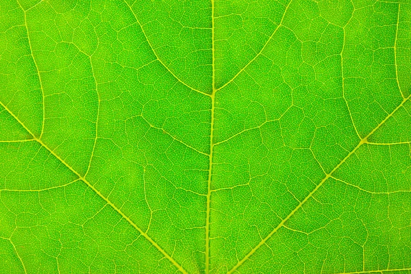 Fundo de folha verde — Fotografia de Stock