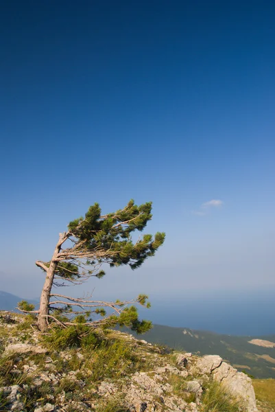 stock image Green pine on mountain peak