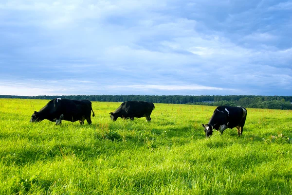 A legelő tehenek — Stock Fotó