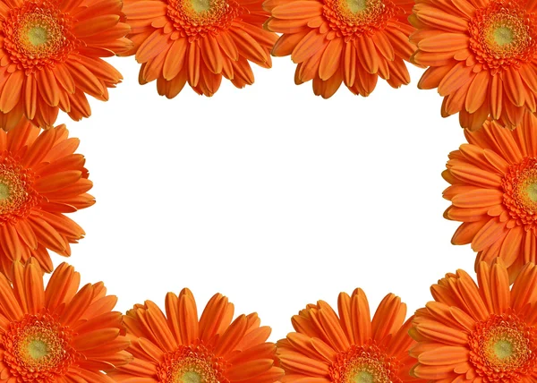 Isolierte orange Keime frame xxl — Stockfoto