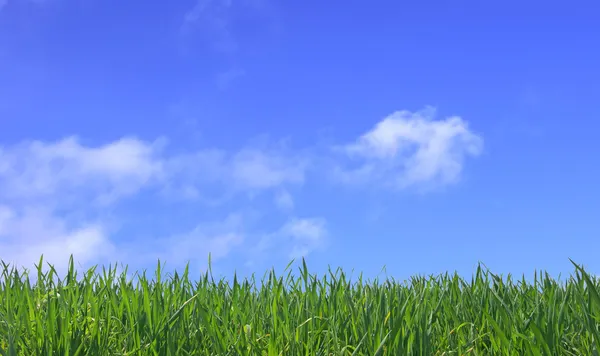 Зелена трава і блакитне небо фон — стокове фото