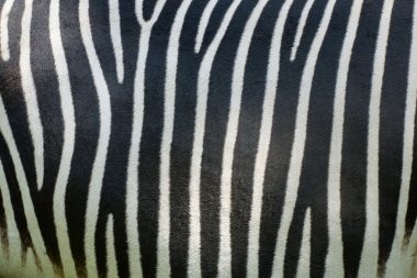 Zebra skin clipart