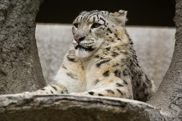 stock image Snow leopard