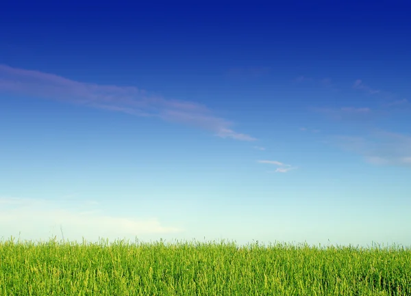 Landschaft mit Gras und Himmel — Stockfoto