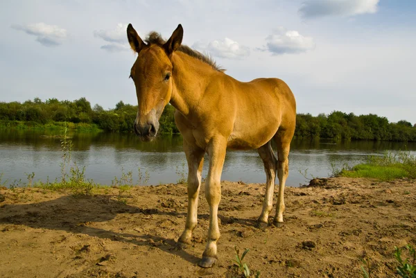 stock image Young foal