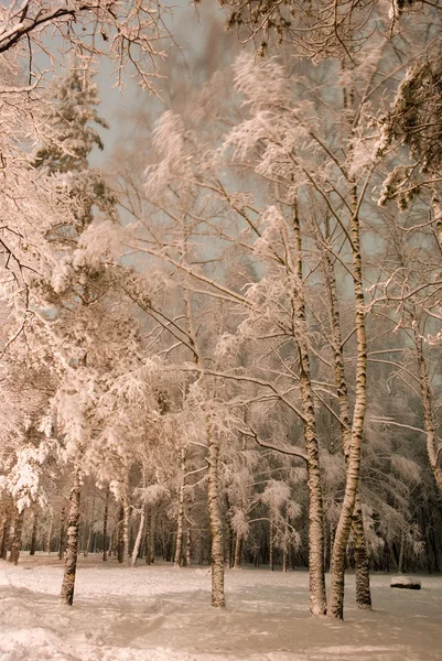 Weiße Birken im Schnee — Stockfoto
