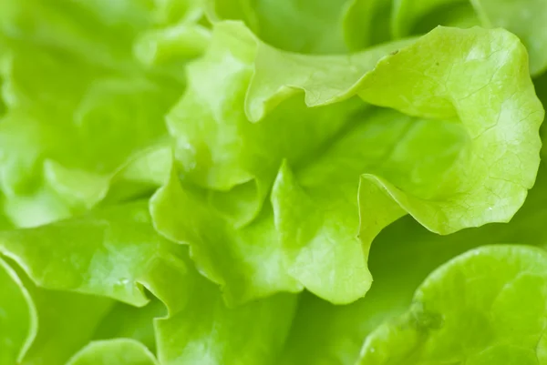 stock image Lettuce background