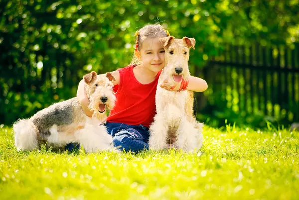 Flicka och två fox terrier — Stockfoto