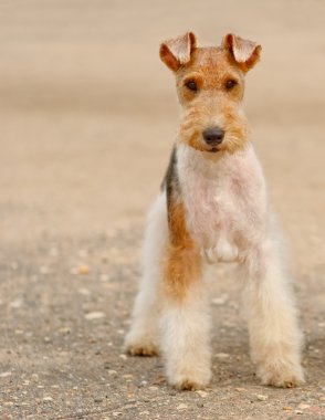 Foxterrier clipart