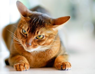 Abyssinian cat clipart