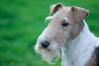 Fox terrier clipart