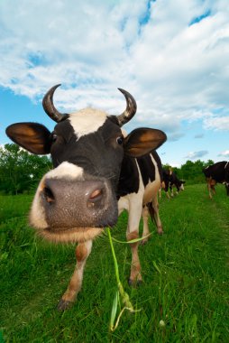 Cows on a pasture clipart