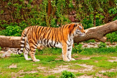 Siberian tiger clipart