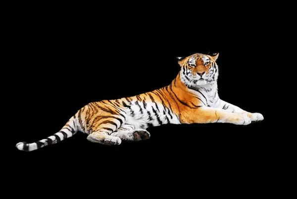 Тигр на черном фоне — стоковое фото