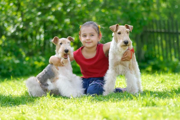 A menina e dois terrieres de raposa — Fotografia de Stock