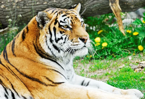 Postura tigre — Fotografia de Stock