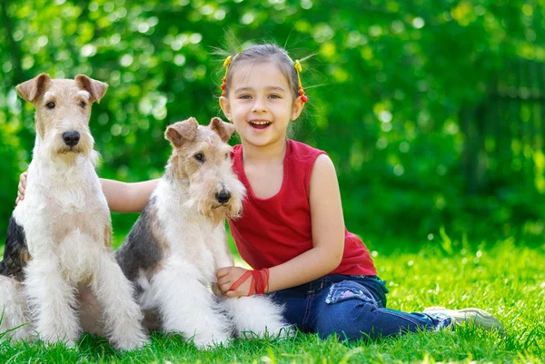 Dziewczyna i dwóch fox Terrier — Zdjęcie stockowe