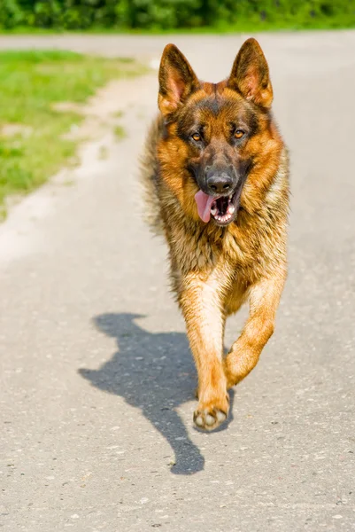 Birka-kutya fut felé — Stock Fotó