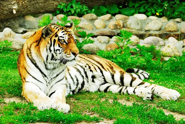 Colocación de tigre — Foto de Stock