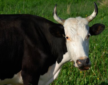 Cow eats a grass clipart