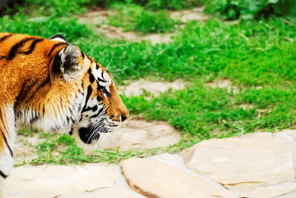 O tigre parte na caça — Fotografia de Stock