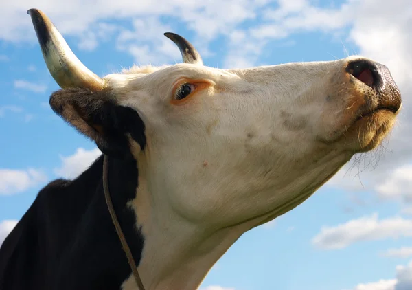 Schnauze einer Kuh — Stockfoto