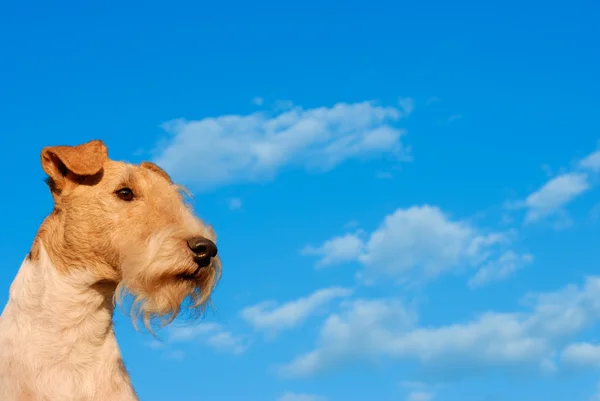 Fox terrier against the sky — Stock Photo, Image