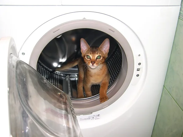 Kat in de wasmachine — Stockfoto