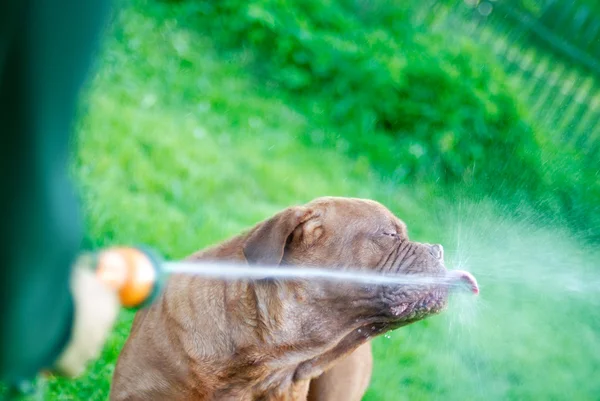 Собака п'є воду — стокове фото