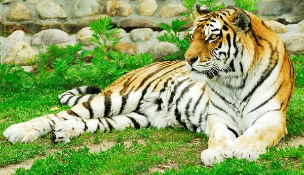 Colocación de tigre — Foto de Stock
