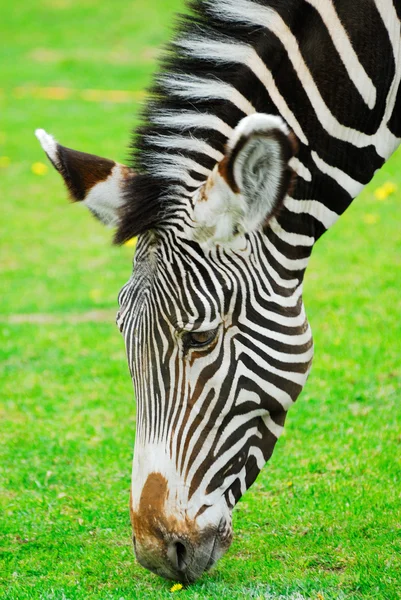 De zebra ruikt een bloem — Stockfoto