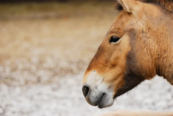 Конь Пржевальский Стоковое Фото