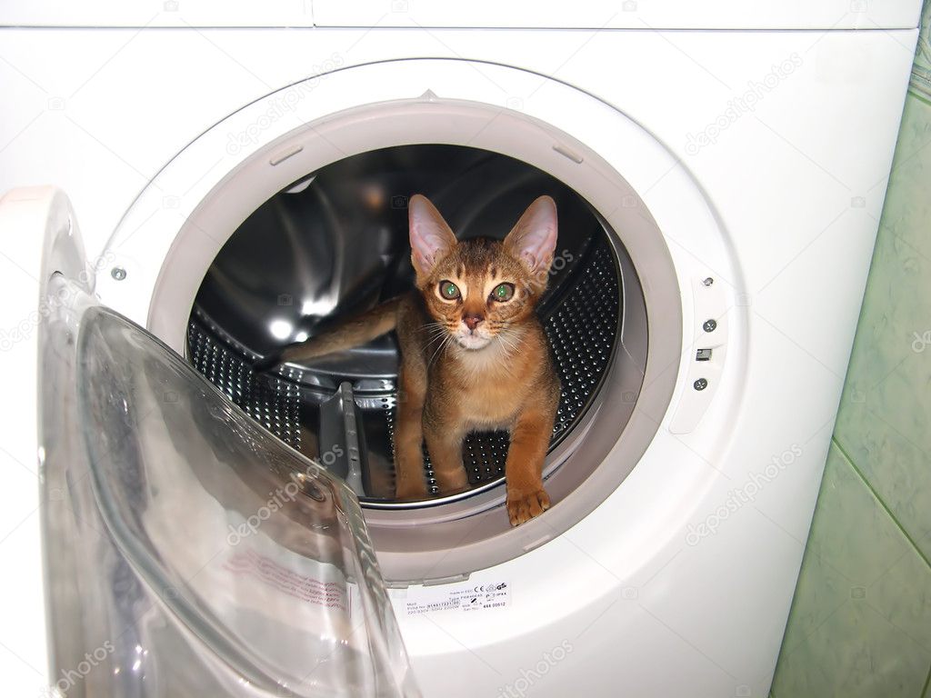 Cat in the washingmachine