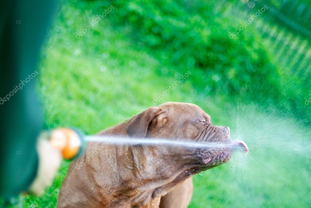 The dog drinks water — Stock Photo © BestPhotoStudio 2588799