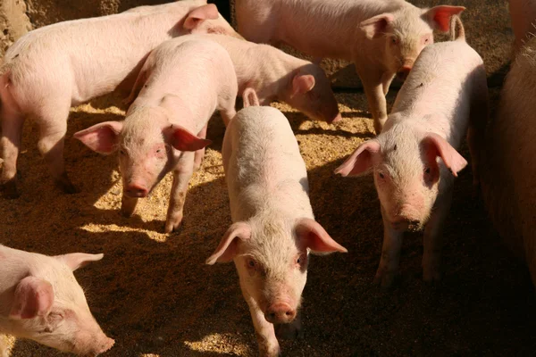 Свиньи — стоковое фото