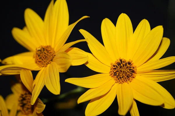 Stock image Yellow flower