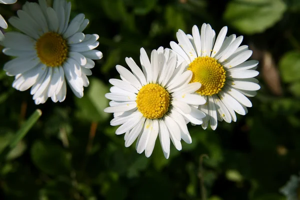 Flor blanca — Foto de Stock