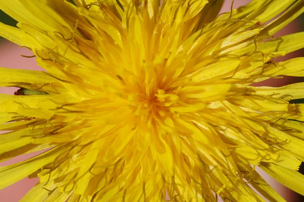 stock image Dandelion