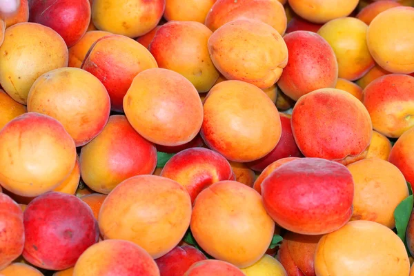 stock image Apricots