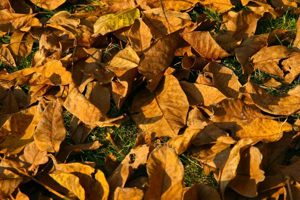 Blätter im Herbst — Stockfoto