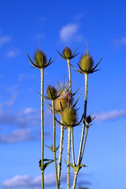 Burdock clipart