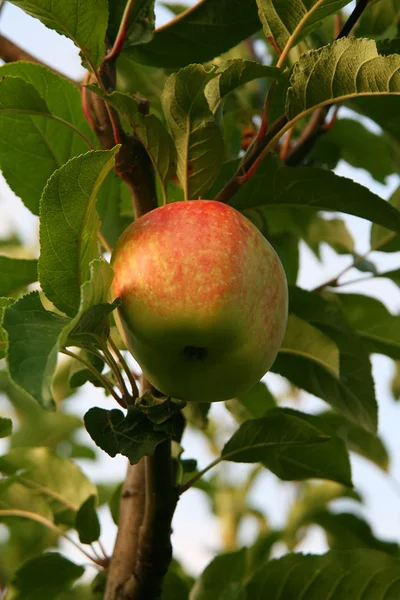 stock image Apple On The Tree