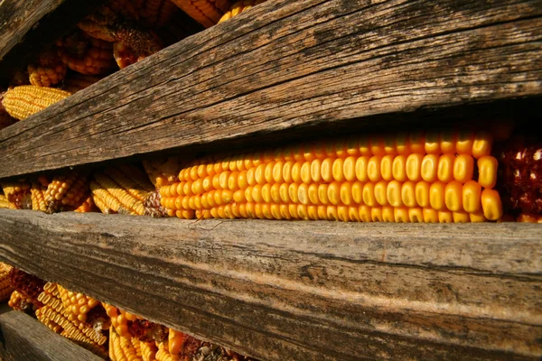 Mazorca de maíz —  Fotos de Stock