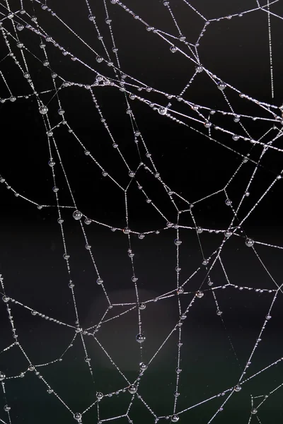 Cobweb with raindrop — Stock Photo, Image