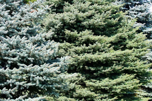 Pine tree achtergrond — Stockfoto